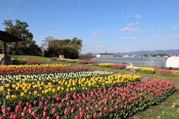 Obraz 馬見丘陵公園の桜とチューリップ