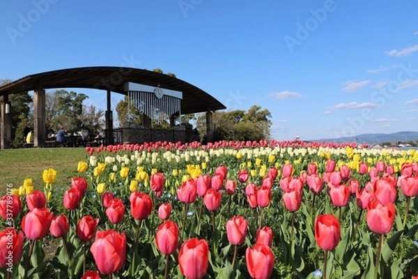 Obraz 馬見丘陵公園の桜とチューリップ