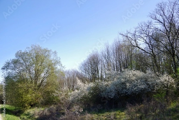 Fototapeta Schlehenbusch