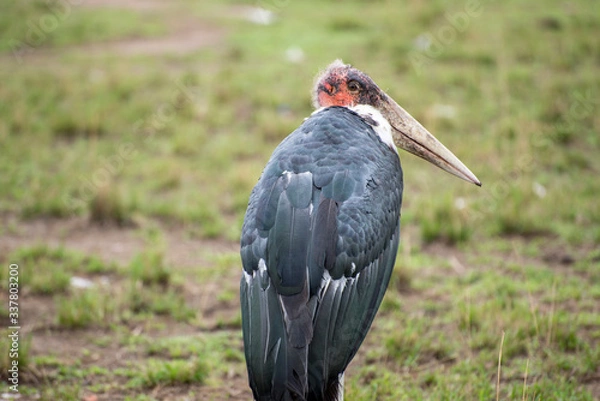 Obraz Stork on grass