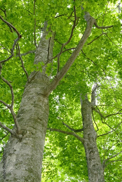 Fototapeta ブナの森