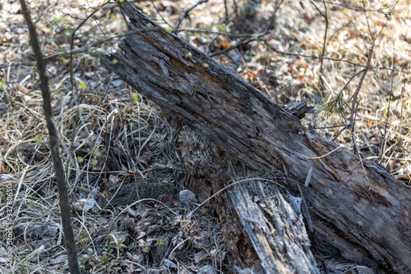Fototapeta Natrix creeping on the ground