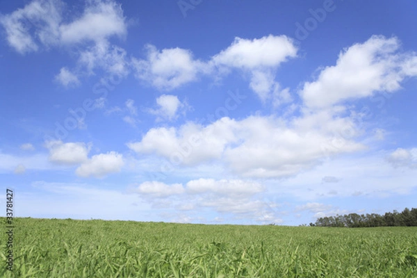 Fototapeta 草原と空