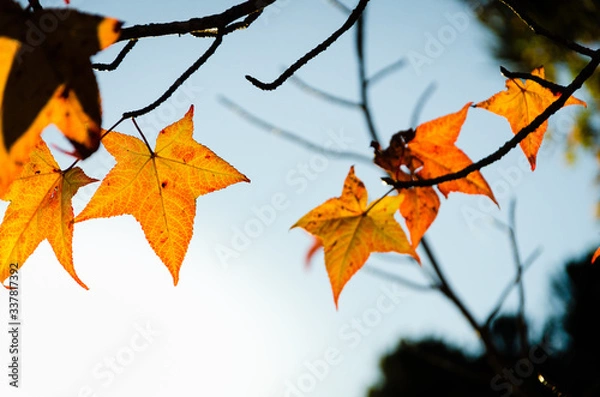 Obraz maple leaf sunset