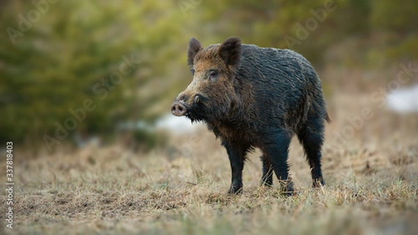 Fototapeta Male wild boar, sus scrofa, with white tusks sticking out of snout on spring meadow with dry grass at sunrise. Shy mammal sniffing with nose from front view with copy space.
