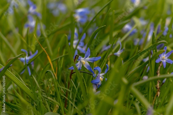 Fototapeta early spring in the spring forest
