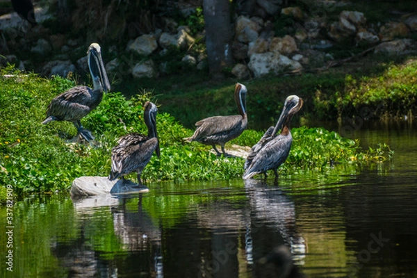 Fototapeta Pelicans