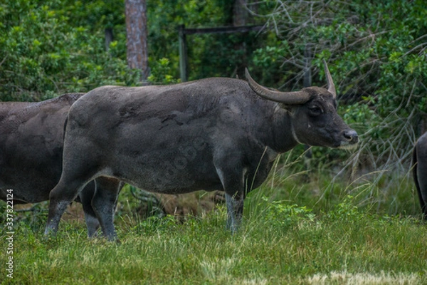 Fototapeta Water Buffalo