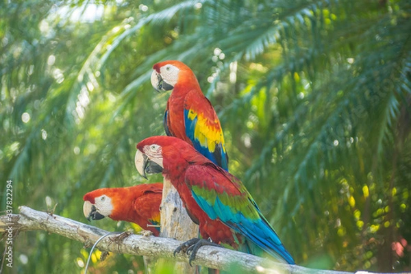 Fototapeta Macaws