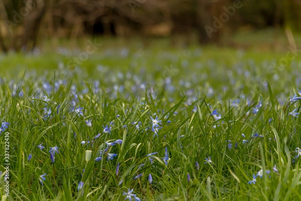 Fototapeta early spring in the spring forest