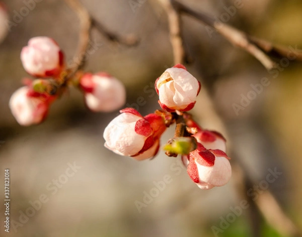 Fototapeta Beautiful apricot flowers on branches in the morning light