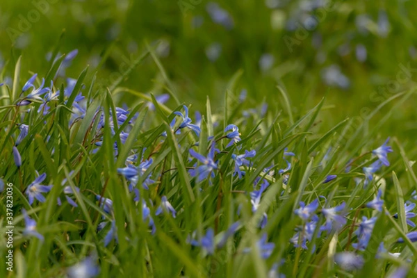 Fototapeta early spring in the spring forest