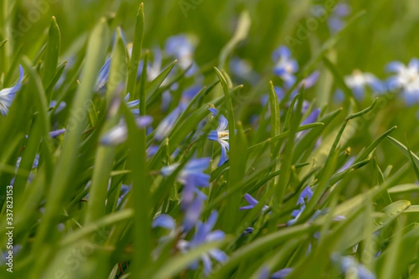 Fototapeta early spring in the spring forest