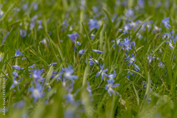 Fototapeta early spring in the spring forest