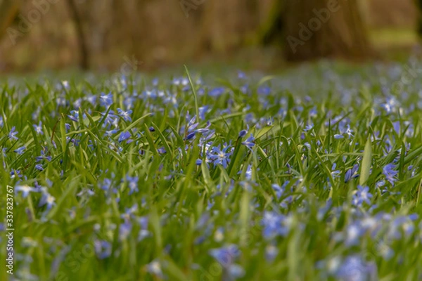 Obraz early spring in the spring forest