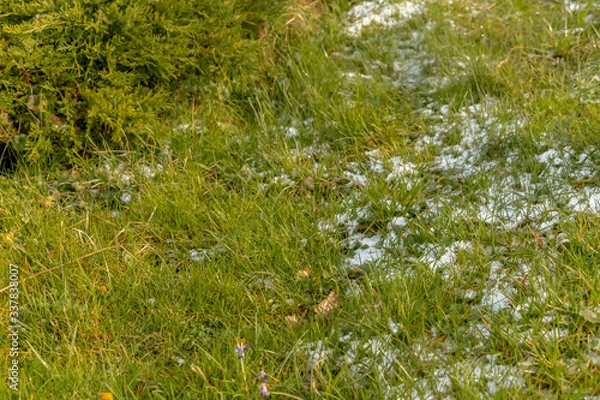 Fototapeta early spring in the spring forest