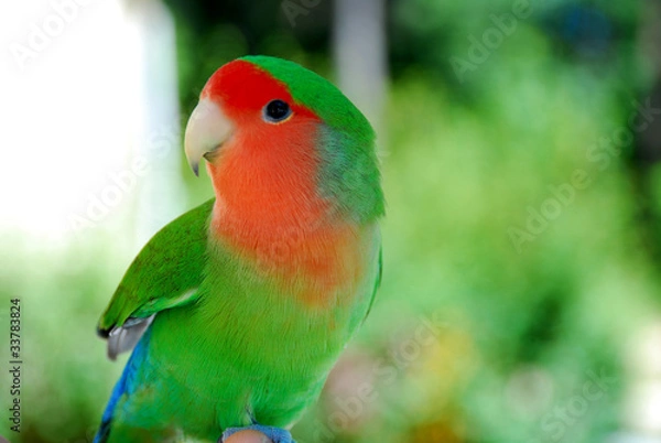 Fototapeta Agapornis, inseparable