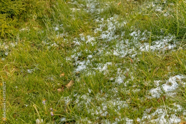 Fototapeta early spring in the spring forest