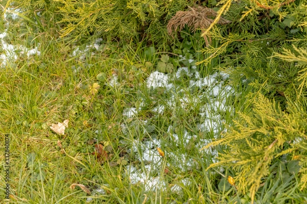 Obraz early spring in the spring forest