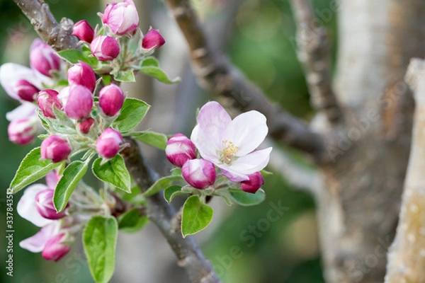 Fototapeta Close up of apple bloom