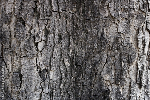 Obraz Wood Tree Bark Brown Texture Background