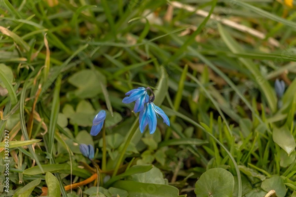 Obraz early spring in the spring forest