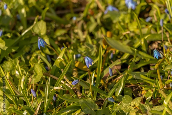 Fototapeta early spring in the spring forest