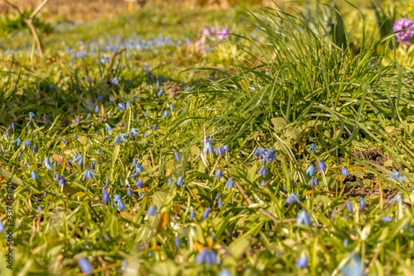 Fototapeta early spring in the spring forest