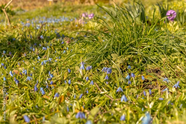 Fototapeta early spring in the spring forest