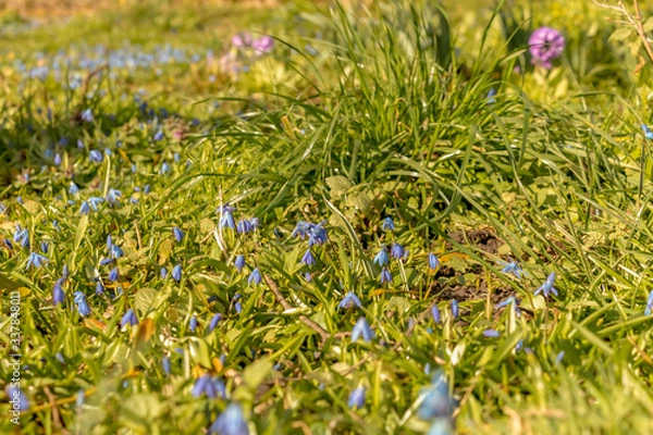 Fototapeta early spring in the spring forest