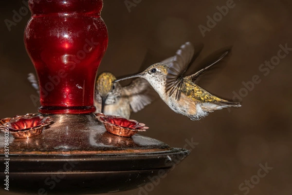 Fototapeta hummingbird hovering