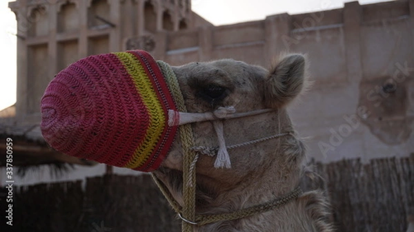 Obraz camel