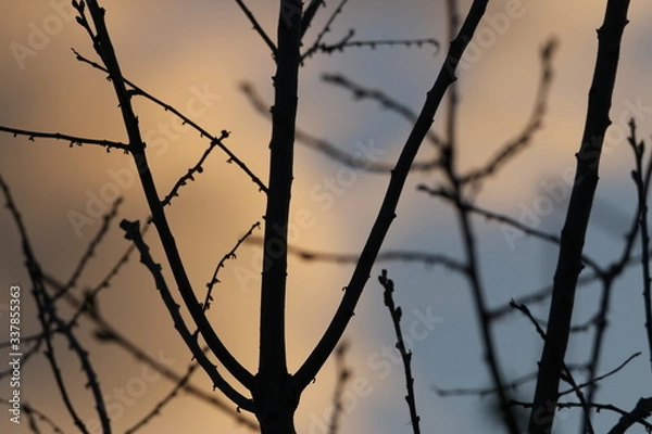 Obraz Barbed wire or Tree? 