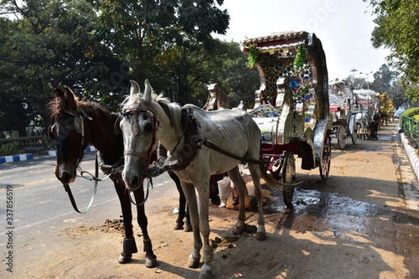 Obraz インドのコルカタの街並み　道路に停車中の馬車　出発を待つ可愛い馬