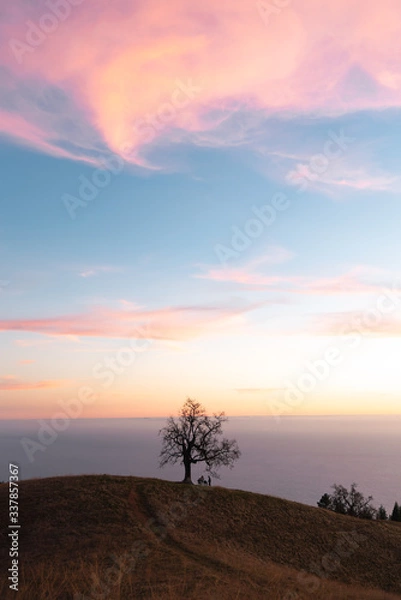 Obraz View of bare tree on hill against sky during sunset