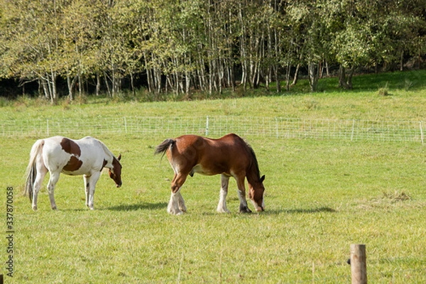 Obraz two beautiful horses standing on green field