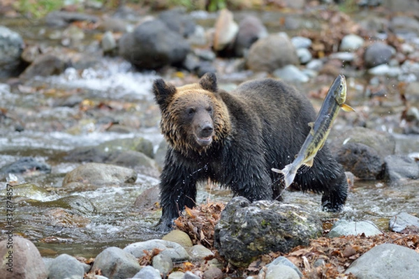 Obraz サケを逃したヒグマ（北海道・知床）