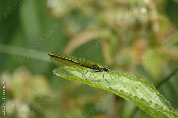 Fototapeta dragonfly,