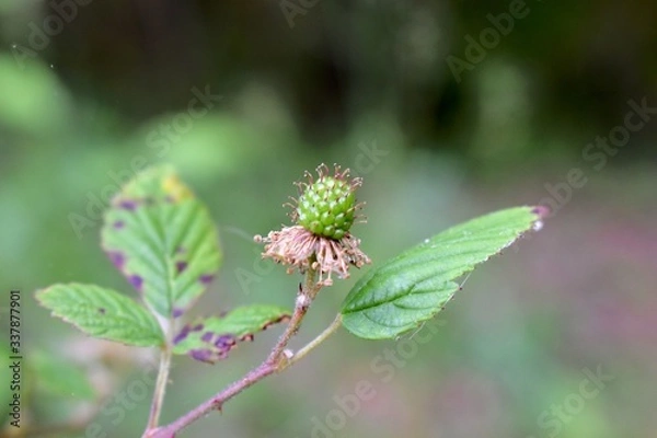 Obraz Springtime growth in the forest.