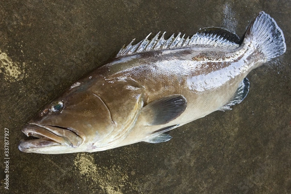 Obraz アラ（クエ）𩺊