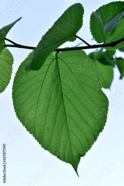Obraz Forest broad leaf tree leaves.