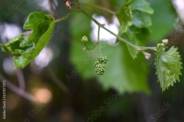Obraz Springtime growth in the forest.