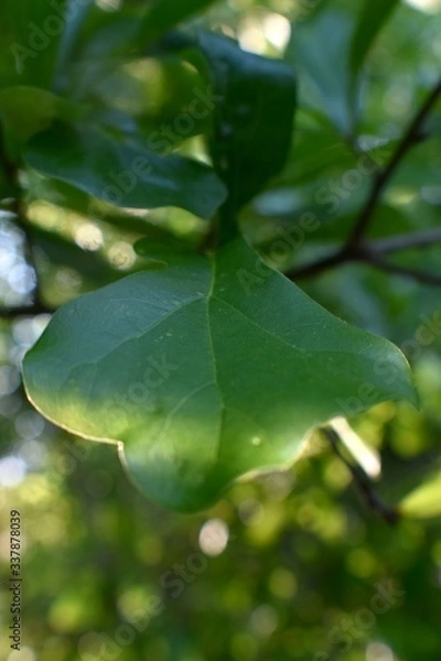 Obraz Forest broad leaf tree leaves.