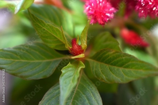 Obraz Springtime wild pink flowers.