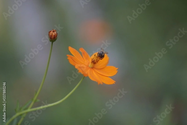 Fototapeta Flor da abelha