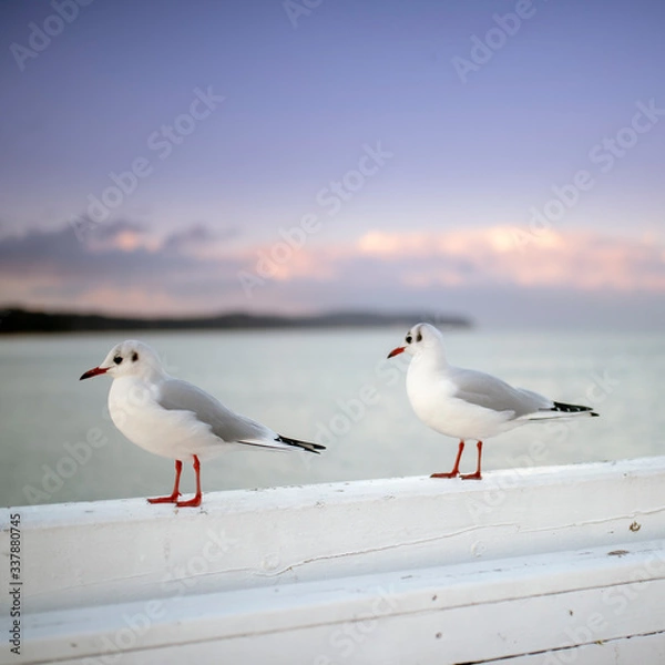 Obraz Mewy na barierce molo