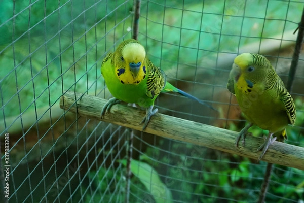 Fototapeta Baby Parakeets in a Cage