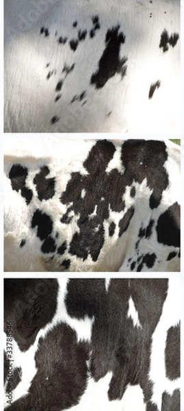 Obraz Kuhflecken- Collage