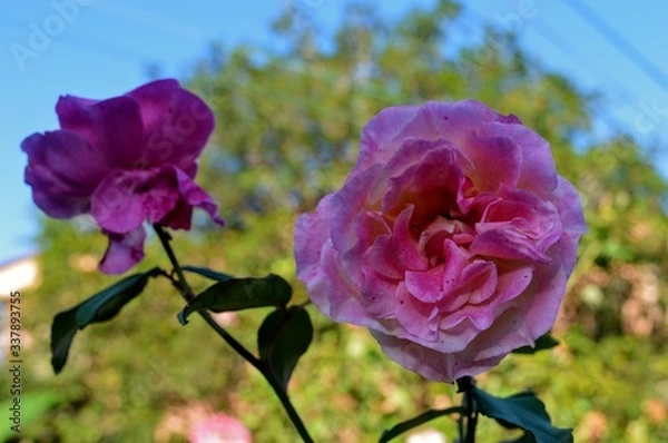 Obraz rosa dupla rosa