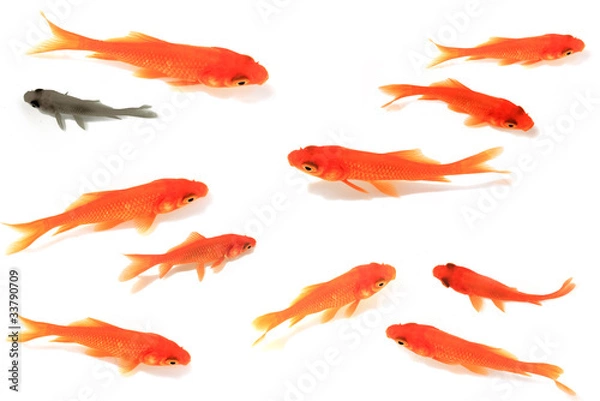 Fototapeta Goldfish　金魚